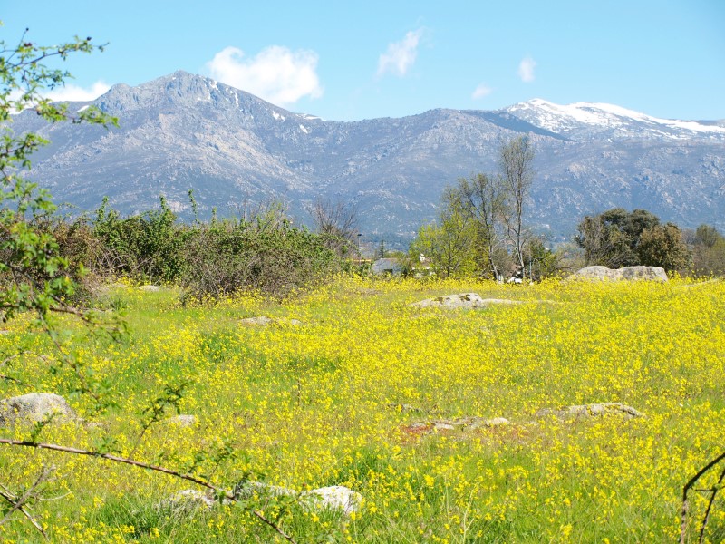 Vista de la sierra de Guadarrama desde un paisaje campestre